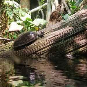 Amazon River Basin: a turtle