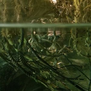 Amazon River Basin: Smooth-fronted caiman