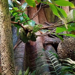 Dry Season: giant leaf frog and emerald tree boa