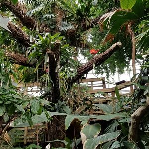 Upland Tropical Rain Forest, first view