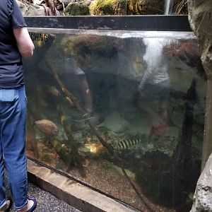 Upland Tropical Rain Forest: Fish tank