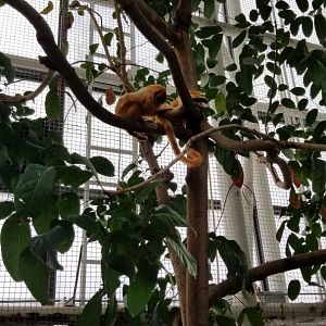Upland Tropical Rain Forest: Golden Lion Tamarins