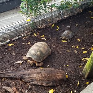 Upland Tropical Rain Forest: Tortoises