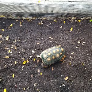 Upland Tropical Rain Forest: Tortoise