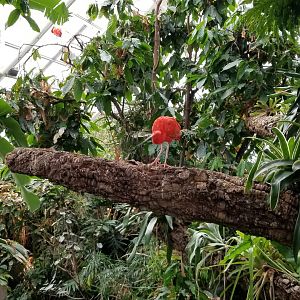 Upland Tropical Rain Forest