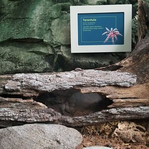 Upland Tropical Rain Forest: Tarantula