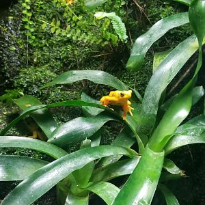Panamanian golden frog