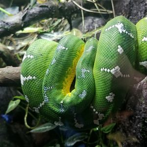 Emerald Tree Boa