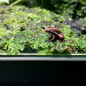 Frog tank #6: Anthony's poison dart frog