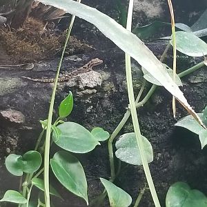 Frog tank #6: prehensile-tailed lizard