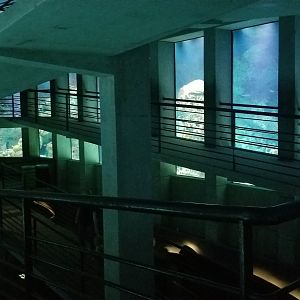 Atlantic Coral Reef/Shark Alley walkways