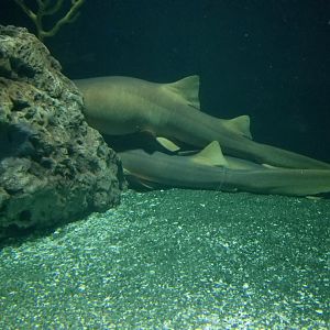 Shark Alley: Nurse shark pile