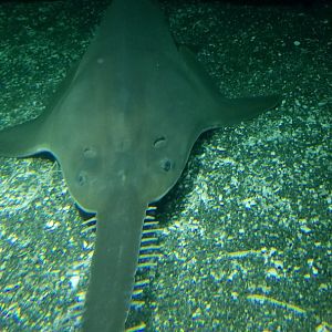 Shark Alley: Largetooth sawfish