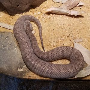 Australia: Northern death adder