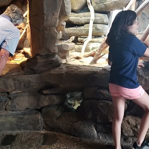 Australia: Knob-tailed geckos