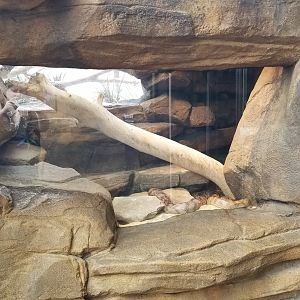 Australia: Black-headed Python