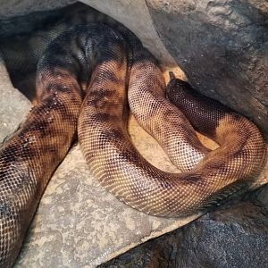 Australia: Black-headed Python