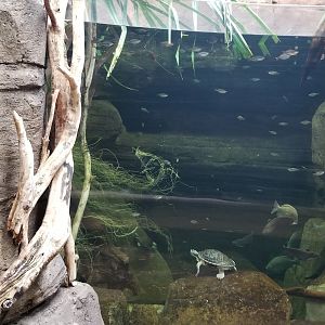 Australia exhibit #5