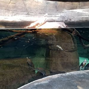 Australia exhibit #7