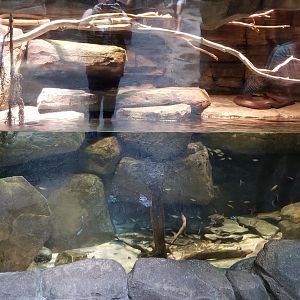 Australia exhibit #8