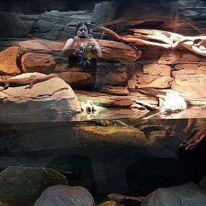 Australia exhibit #9