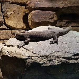 Australia: Mertens' water monitor