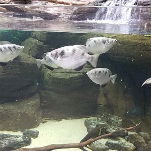 Australia exhibit #10