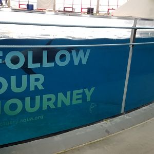 Atlantic Bottlenose Dolphin