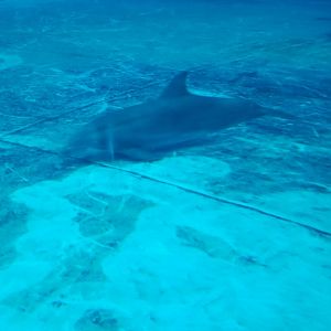 Atlantic Bottlenose Dolphin