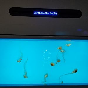 Jelly Invasion: Japanese Sea Nettles