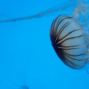 Jelly Invasion: Japanese Sea Nettle