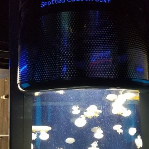 Jelly Invasion: Spotted Lagoon Jelly