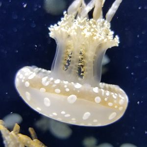 Jelly Invasion: Spotted Lagoon Jelly