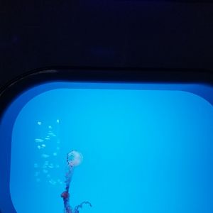 Jelly Invasion: Purple Striped Jelly