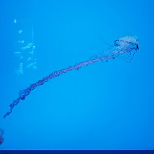 Jelly Invasion: Purple Striped Jelly