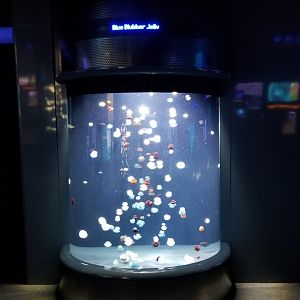 Jelly Invasion: Blue Blubber Jelly