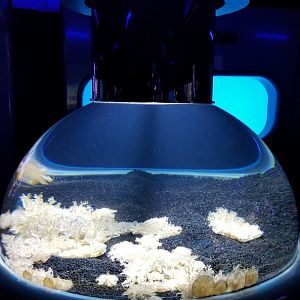 Jelly Invasion: Upside Down Jellies