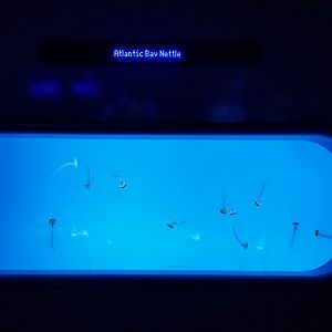 Jelly Invasion: Atlantic Bay Nettles