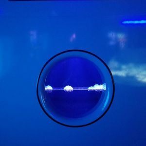 Jelly Invasion: Flower Hat Jellies