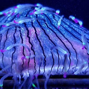 Jelly Invasion: Flower Hat Jelly