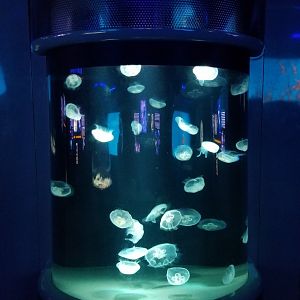 Jelly Invasion: Moon Jellies