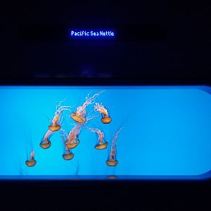 Jelly Invasion: Pacific Sea Nettles