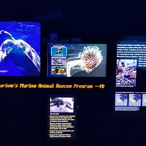 Jelly Invasion: Signage about jellies taking over and what's killing their predators