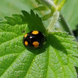 Asian ladybird - Harmonia axyridis