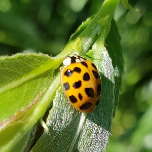 Asian ladybird - Harmonia axyridis