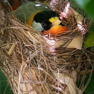 Nesting Silver-eared Mesia - 02/07/2019