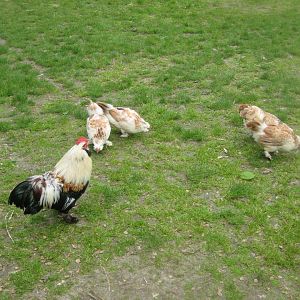 Randers Naturcenter - Free-ranging chickens