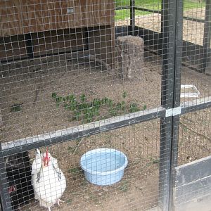 Randers Naturcenter - Chicken exhibit #2