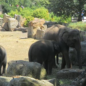 Asian elephants