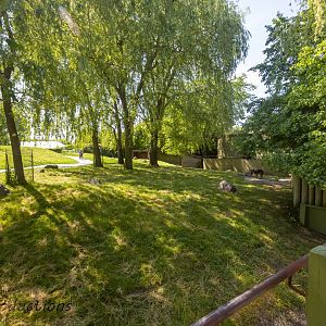 Kangaroo Walk Through - New Exhibit